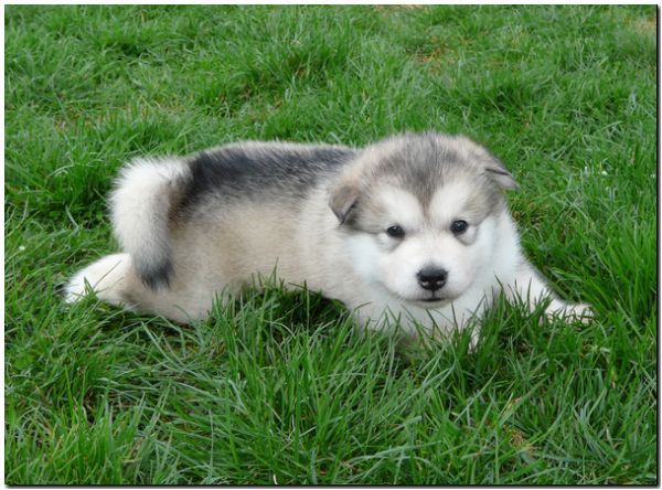 E Wurf 5 Woche 554.jpg